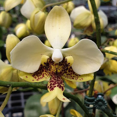 法爾。斯圖亞蒂亞納變種nobilis 'Xiuya' × sib 史塔基黃 '秀雅' 兄弟交