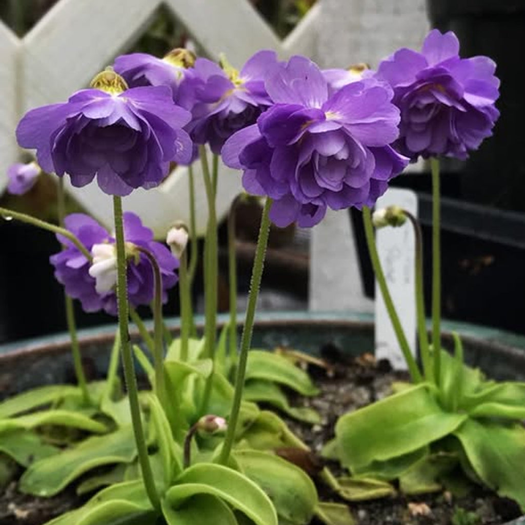 Bare-root] Pinguicula primuliflora 'Rose' 櫻葉'玫瑰' [Feb CP 26