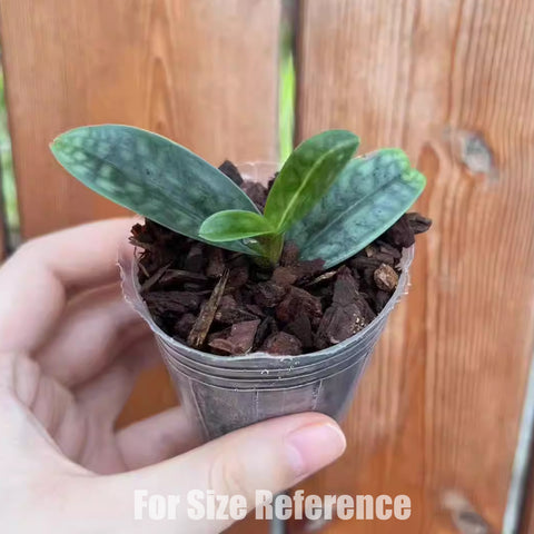 帕夫。 leucochilum × sib 尼克兄弟交