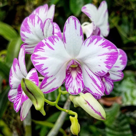 法爾。 hieroglyphica × sib 象形文字蝴蝶蘭兄弟交通