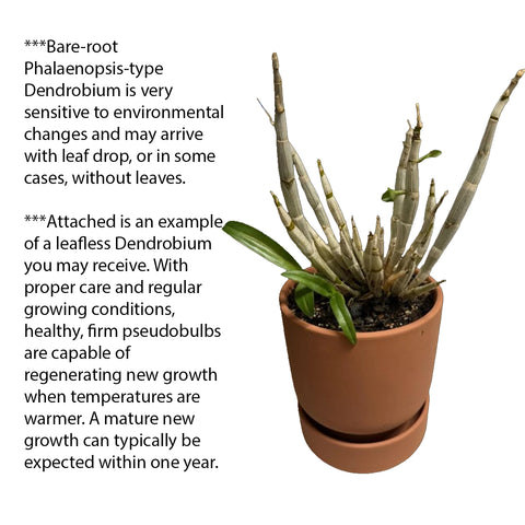 法爾。 hieroglyphica × sib 象形文字蝴蝶蘭兄弟交通