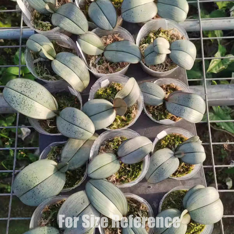 法爾。 schilleriana "MSH" 欣蕾莉 “MSH”