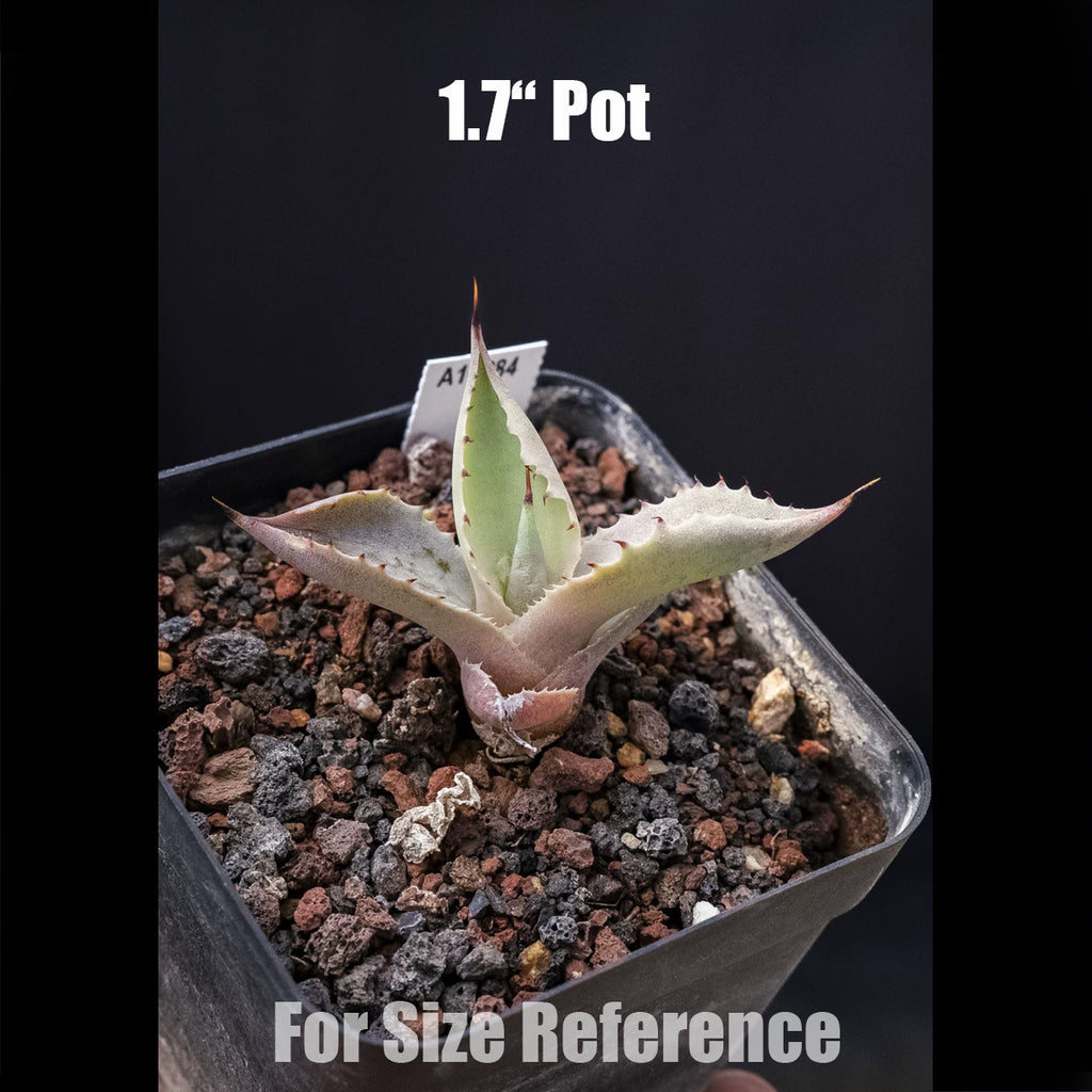 Succulents & Caudex – Orchidmart