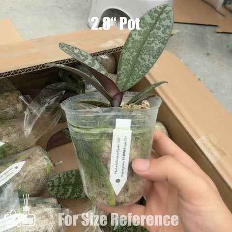 法爾。 schilleriana "MSH" 欣蕾莉 “MSH”