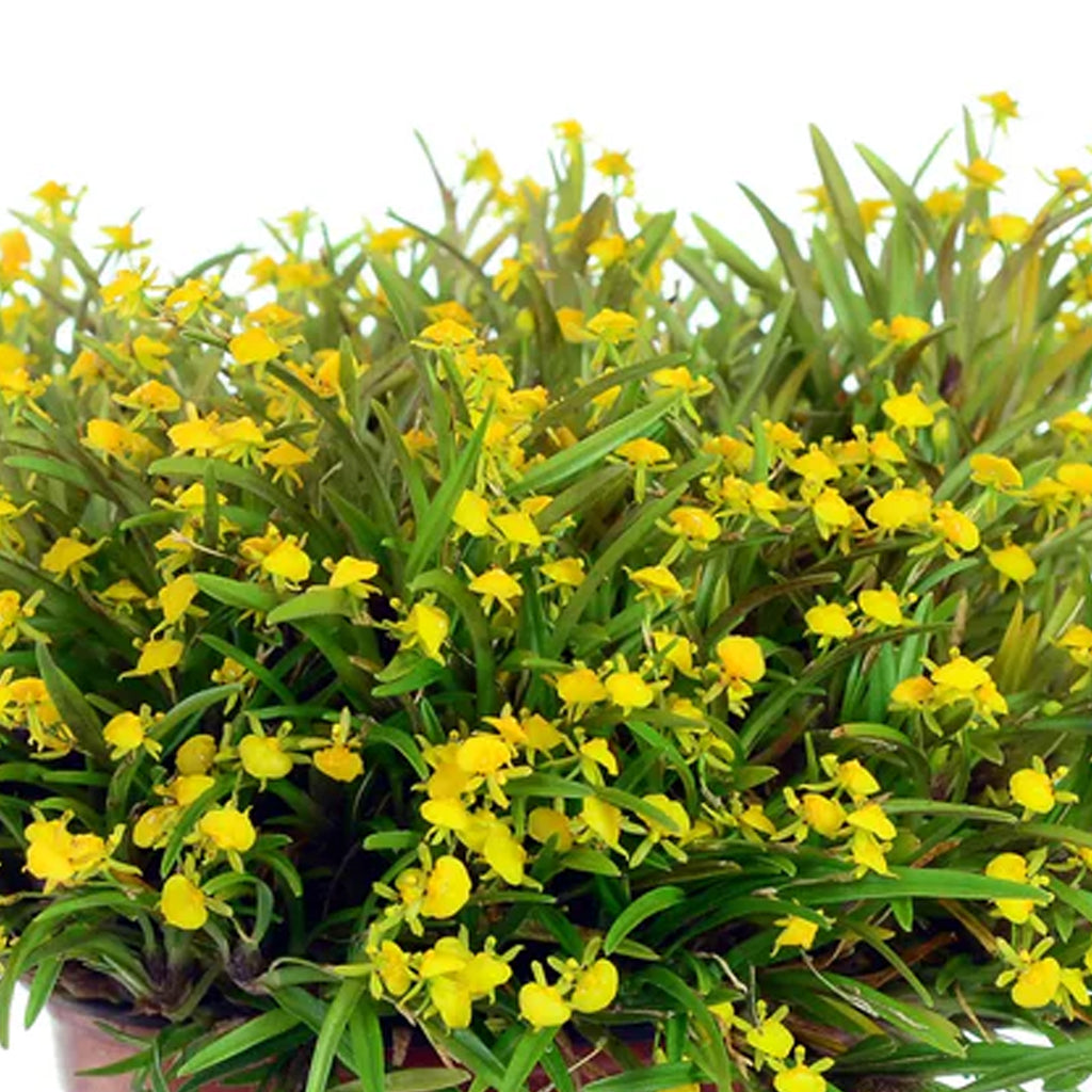 オーキッドキュー Oncidium – Orchidmart