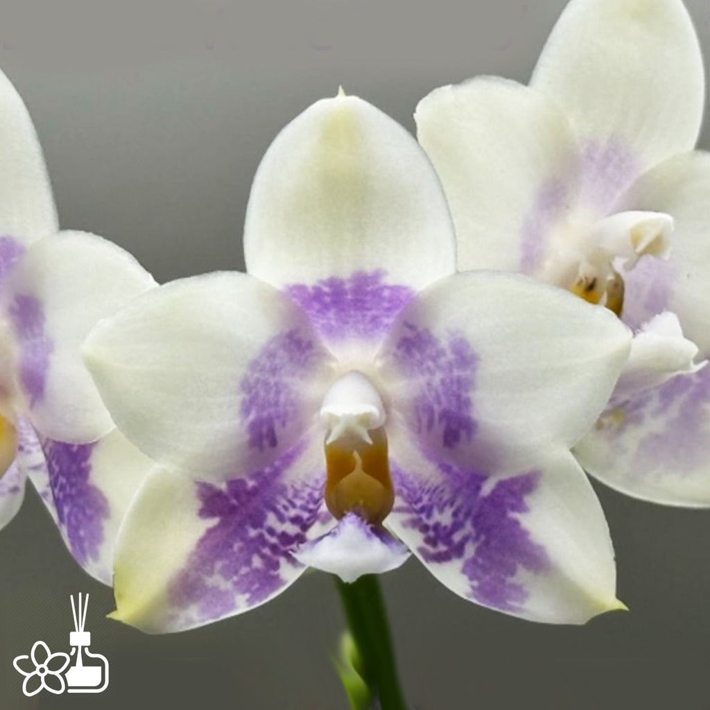 蝴蝶蘭– Orchidmart
