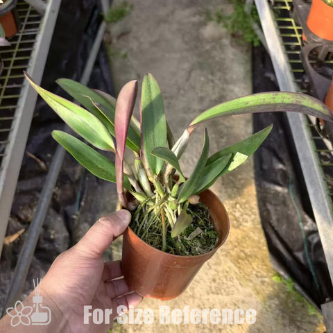 C. lueddemanniana 變種。 rubra × sib 路德嘉德紅變種兄弟交通