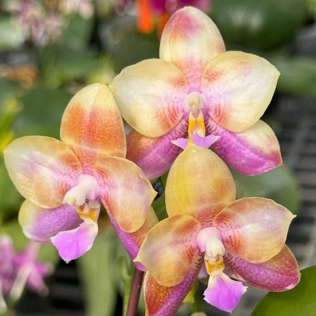 CELLDIA フレークス（プレーン） Phalaenopsis – Orchidmart