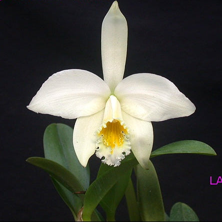 C. jongheana f. alba