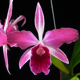 C. purpurata f. sanguinea