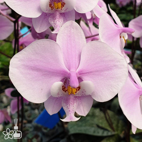 法爾。 schilleriana × sib 菲律賓產欣蕾莉