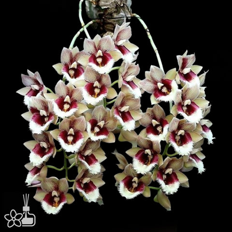 Clowesetum Penang Watlz 濱城華爾茲