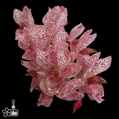 Clo. Acute Aspect 'Hotspot' 熱點