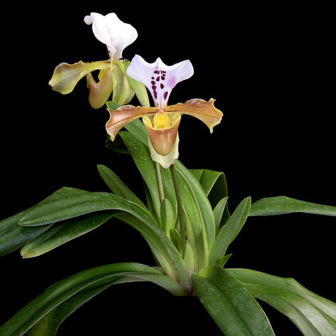 法爾。 speciosa "Mauve" 罩花蝴蝶“芋頭色”