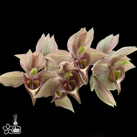 Ctsm. Dapper Dots 雅點