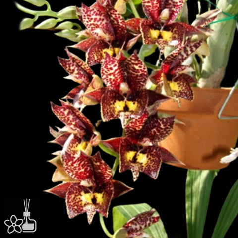 Ctsm. Louise Clark 克拉克