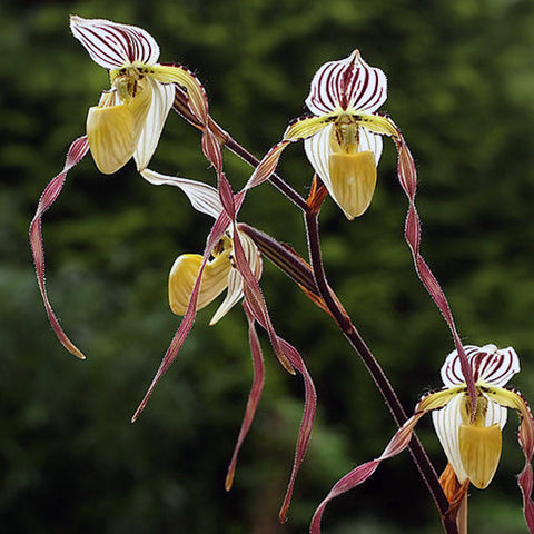 法爾。 speciosa "Mauve" 罩花蝴蝶“芋頭色”