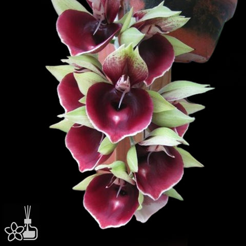 Ctsm. Mark's Red Hermosa 緋紅佳人