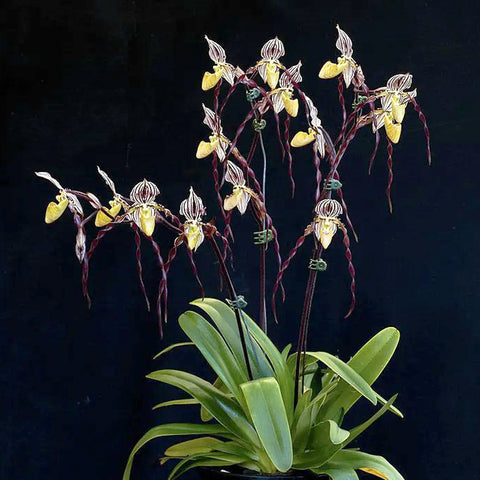 法爾。 speciosa "Mauve" 罩花蝴蝶“芋頭色”