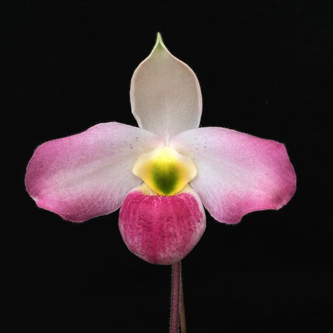 法爾。 speciosa "Mauve" 罩花蝴蝶“芋頭色”