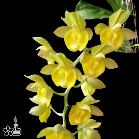 Ctsm. Pileabrosum 皮莱亚