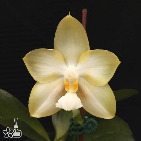 法爾。 speciosa "Mauve" 罩花蝴蝶“芋頭色”