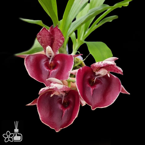 Ctsm. pileatum x Jamie Lawson XOXO 紅圓盤