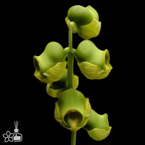 Ctsm. planicep species 豌豆射手