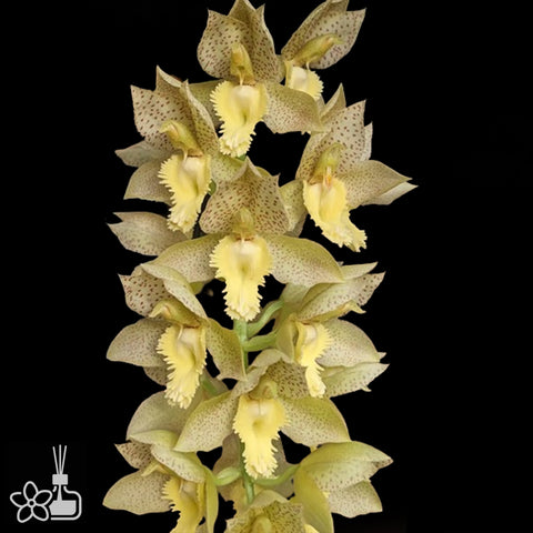 Ctsm. fimbriatum x tigrinum 流蘇點