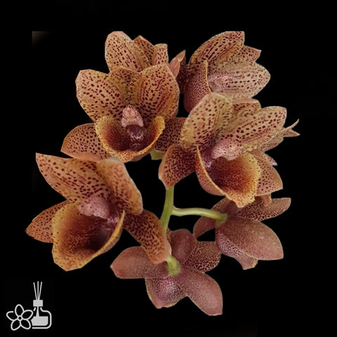 FDK. After Dark 'Baker's Black Hole' 黑洞