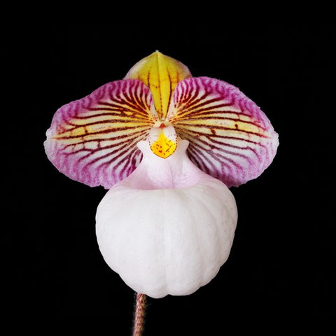 法爾。 speciosa "Mauve" 罩花蝴蝶“芋頭色”