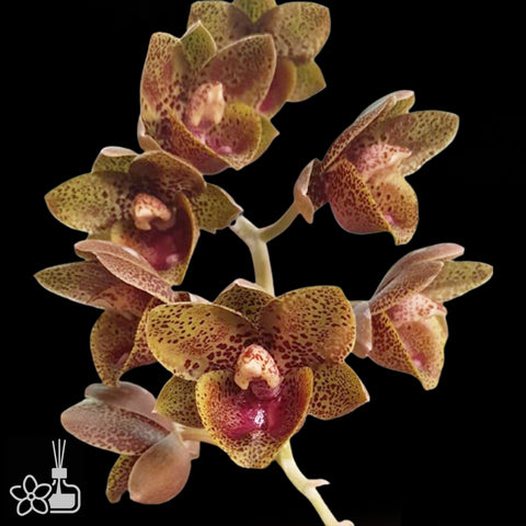 FDK. After Dark 'Baker's Cheetah' 獵豹