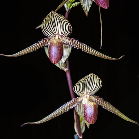 法爾。 speciosa "Mauve" 罩花蝴蝶“芋頭色”