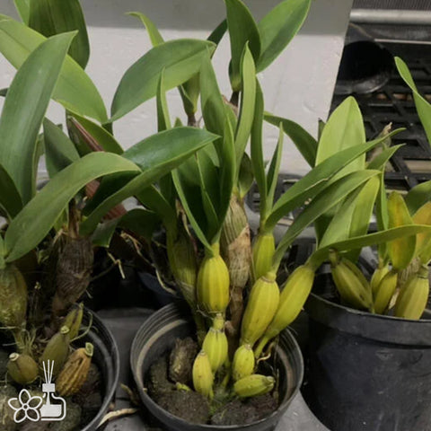 法爾。 speciosa "Mauve" 罩花蝴蝶“芋頭色”