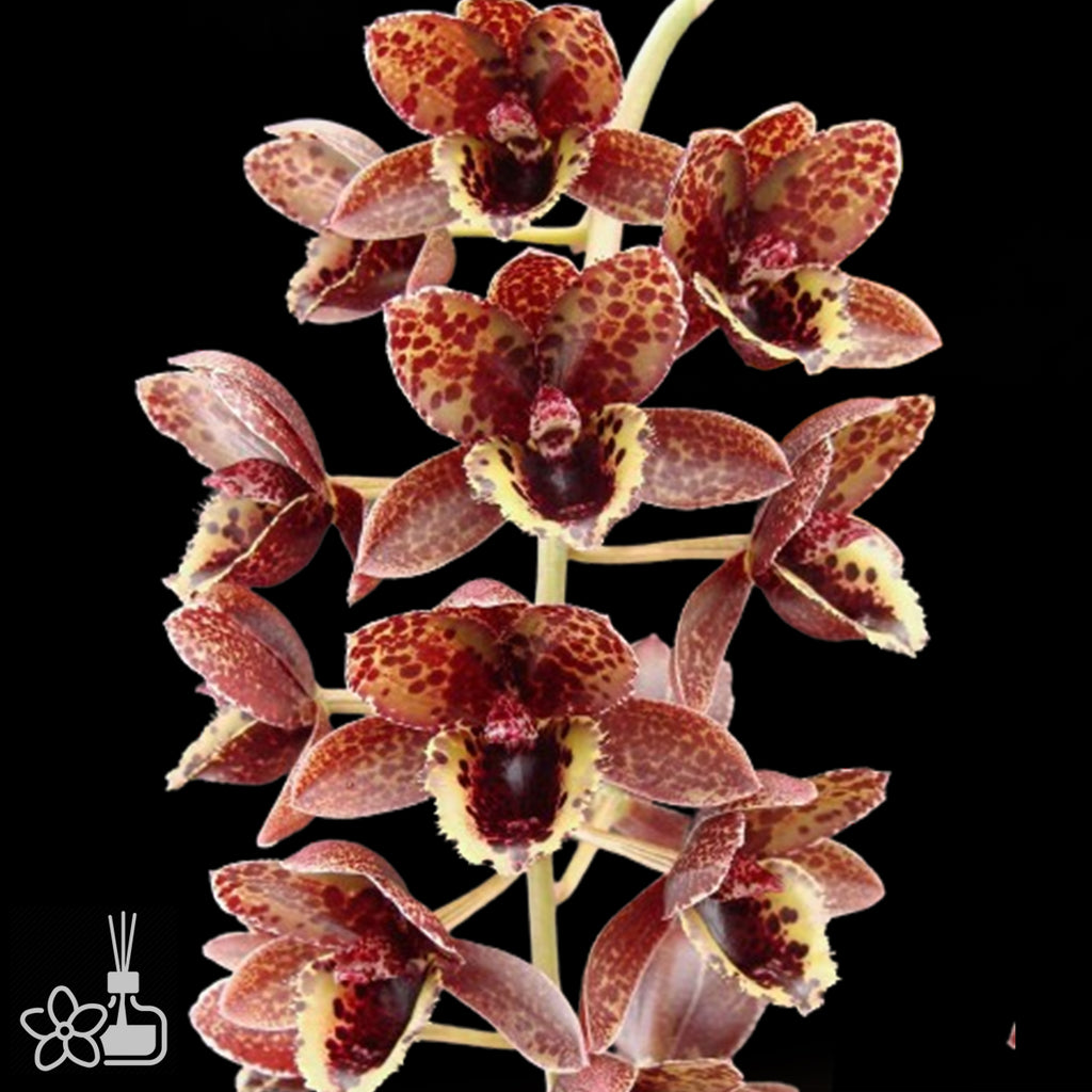FDK. After Dark 'Sunset Valley Orchid' 日落谷 – Orchidmart