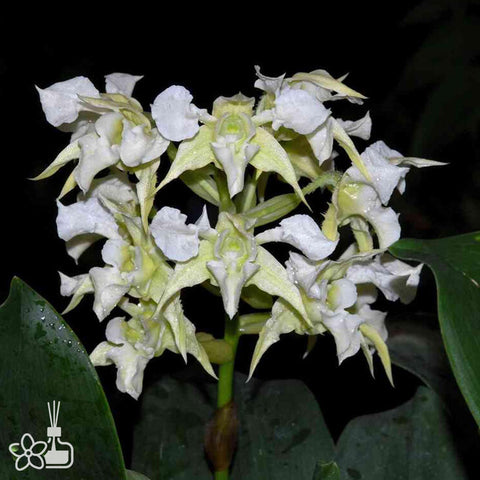 法爾。 speciosa "Mauve" 罩花蝴蝶“芋頭色”