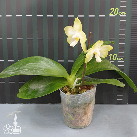 法爾。 speciosa "Mauve" 罩花蝴蝶“芋頭色”