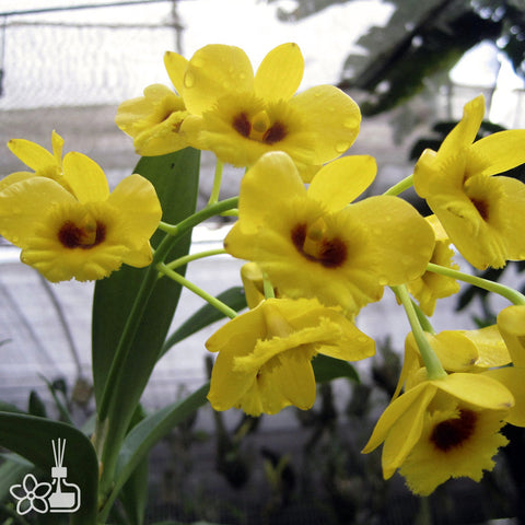 法爾。 speciosa "Mauve" 罩花蝴蝶“芋頭色”