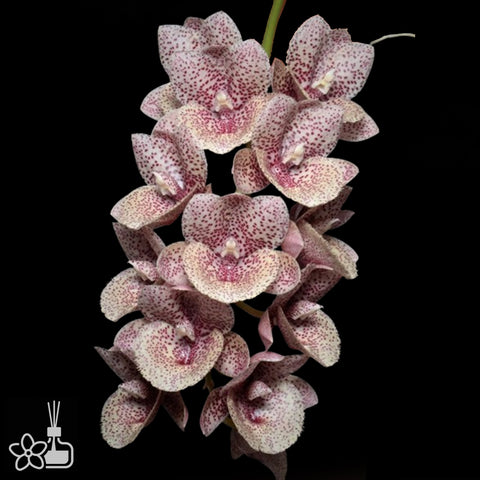 FDK. Doubtless 信念