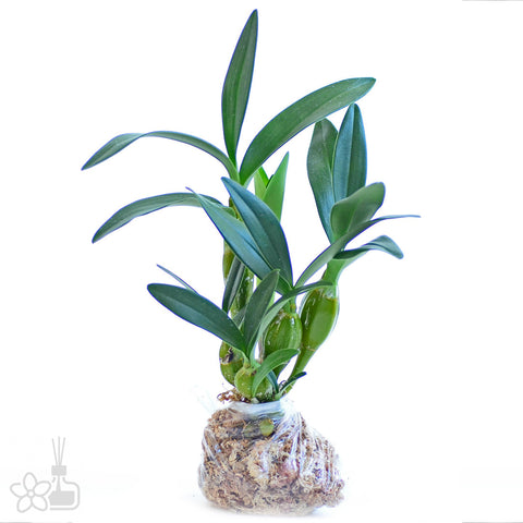 法爾。 speciosa "Mauve" 罩花蝴蝶“芋頭色”