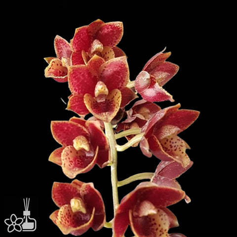FDK. Sunset Ridge 'Baker's Wine Sunset' AM/AOS 酒紅日落