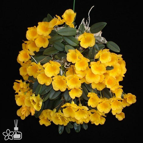 法爾。 speciosa "Mauve" 罩花蝴蝶“芋頭色”