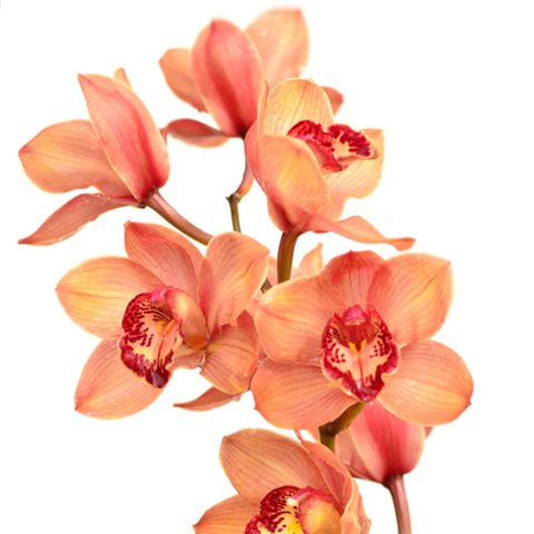 法爾。 speciosa "Mauve" 罩花蝴蝶“芋頭色”