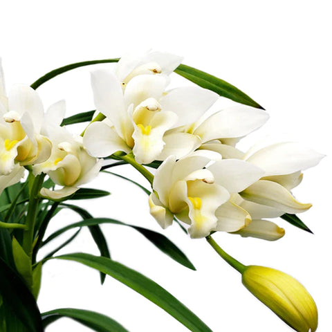 法爾。 speciosa "Mauve" 罩花蝴蝶“芋頭色”