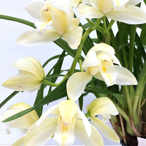 法爾。 speciosa "Mauve" 罩花蝴蝶“芋頭色”