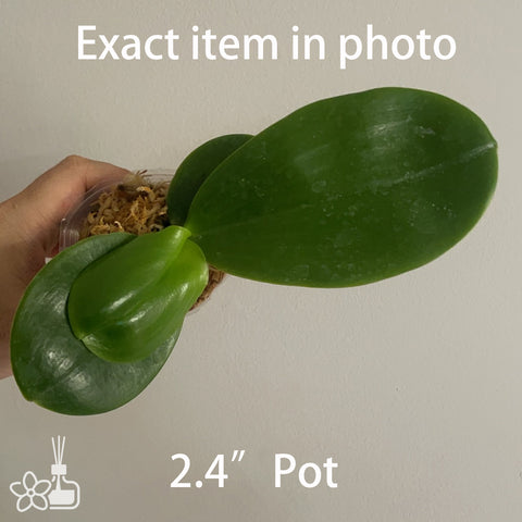 Phal. Joy Spring Canary Alba  白金絲雀