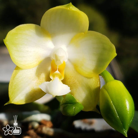 Phal. Joy Spring Canary Alba  白金絲雀