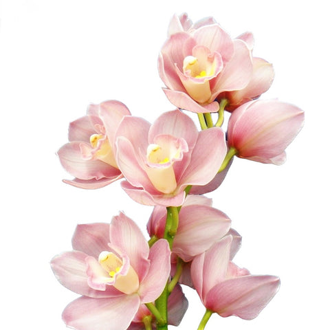 法爾。 speciosa "Mauve" 罩花蝴蝶“芋頭色”