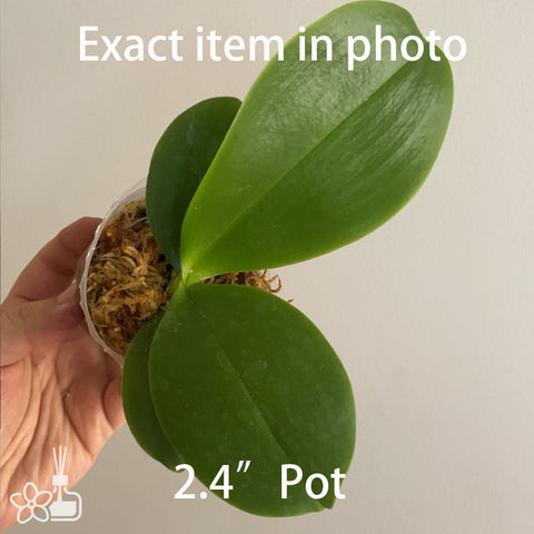 Phal. Sweet Memory Alba 純白甜憶