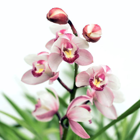 法爾。 speciosa "Mauve" 罩花蝴蝶“芋頭色”